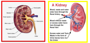 mencegah gagal ginjal