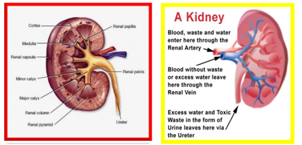 mencegah gagal ginjal